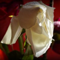 Увядающая роза :: Валерий Лазарев