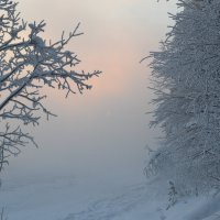 Морозный туман :: Ольга 