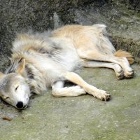 Спящий белый волк. :: Елена 