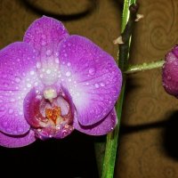 Орхидея 1 :: Елена Федотова
