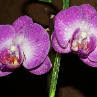 Орхидея 3 :: Елена Федотова