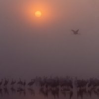 утро на озере Хула :: Валерий Цингауз