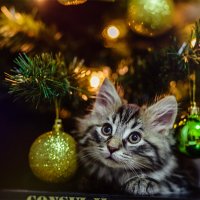 Кот и Новый Год :: Ксюша Гасич