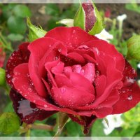 Роза после дождя :: Эля Юрасова