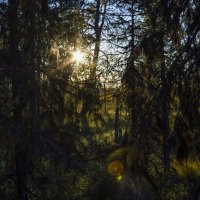 в лесу :: Роман Гмырин