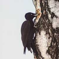 Что-то нашёл :: Анатолий Иргл