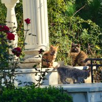 Крымские коты. Любители классики. :: kashka37 