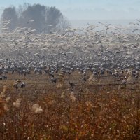 Израиль, заповедник Агмон Ахула :: Владимир Сарычев