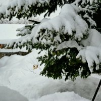 снегом завалило все дома :: Tatiana Lesnykh Лесных