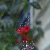 Паук и паутинка :: Tatiana Kretova
