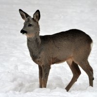 Косуля европейская в зимнем наряде :: Сергей Стреляный