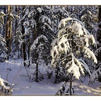 Прогулки по зимнему лесу. :: Любовь Чунарёва