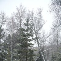 В зимнем лесу :: Татьяна Афанасьева