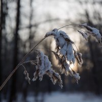 Тишина зимнего леса... :: Дмитрий Гортинский