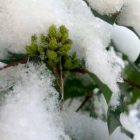 новогодние морозоустойчивые побеги :: Александр Прокудин