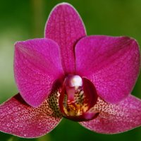 Орхидея :: Ирина Рябкова