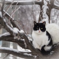 Кот радуется зиме :: Natalia 