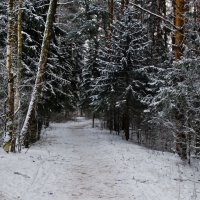 Дорожка в зимнем лесу. :: Виктор Евстратов