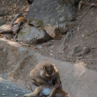 Планет обезьян! :: Анастасия Ушакова