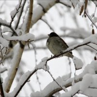 *** :: Валерия  Полещикова 