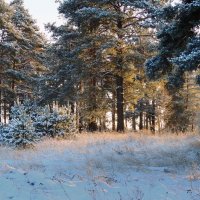В зимнем лесу :: Павлова Татьяна Павлова