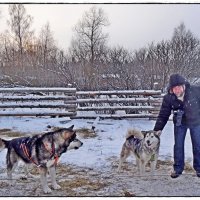 не подойти к псам ни возможно :: Natalia Mihailova