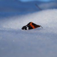 бабочки на снегу...... :: Альбина 
