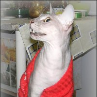 страшен в гневе серый кот! :: Надежда Ерыкалина