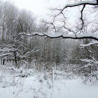Зимний лес :: Елена Шемякина