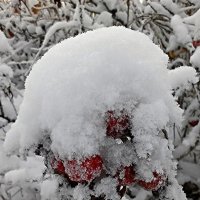 Шиповник под шубой. :: Сергей Чернышев