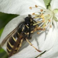 Пчела :: Константин Огнев