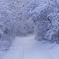 Прогулка по зимнему лесу :: Игорь Сикорский