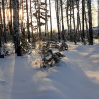 Закат в зимнем лесу :: Maksim Dubinsky