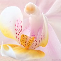 орхидея :: Laryan1 