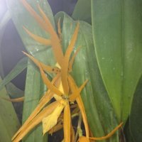 Орхидея :: Galina194701 