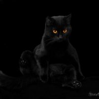 Про черного кота :: Виталий Латышонок