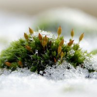 Снежный мох :: Alexander Andronik