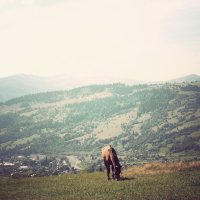 Лошадь в горах :: Vlada Valko