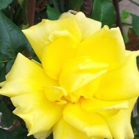 Желтая роза :: Валерьян Запорожченко