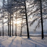 Одарила зима снежной шубой поля и леса... :: ТАТЬЯНА (tatik)