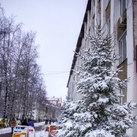 Деревья и улицы в снегу.2015 :: Артём Бояринцев