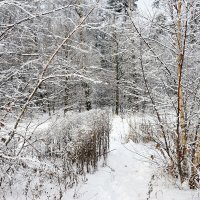 Зимняя зарисовк. :: Юрий Шувалов