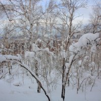 Зима :: Александр Коликов