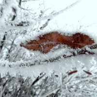 Лист в снежной колыбели. :: nadyasilyuk Вознюк
