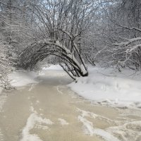 Зима в Шуваловском парке :: Valeriy Piterskiy