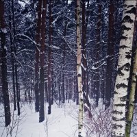 Зимний лес :: Марина Иванова