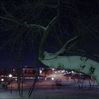 дерево :: Юлия Денискина