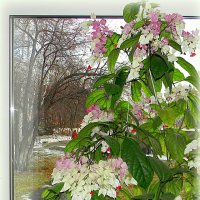 первый снег за окном :: Надежда Ерыкалина