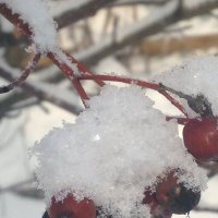 Зима... :: Светлана Ященко