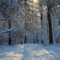 Зима! :: Наташа Шамаева